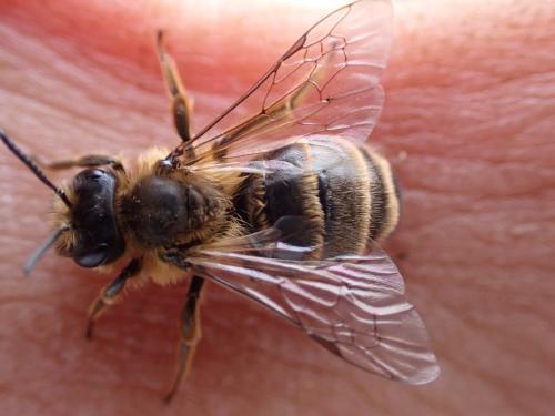Andrena flavipes